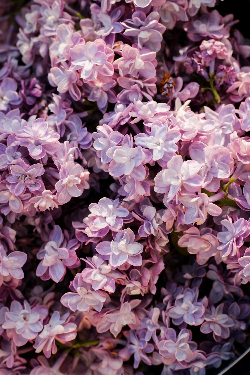 a close up of a bunch of purple flowers