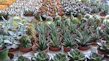 Variety of colorful succulent seeds displayed on rustic wooden table