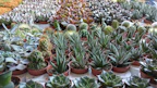 Variety of colorful succulent seeds displayed on rustic wooden table