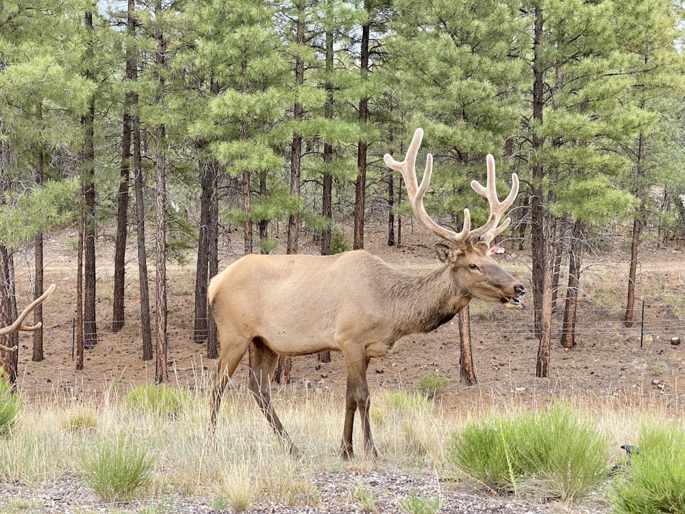 a large elk standing in the middle of a forest