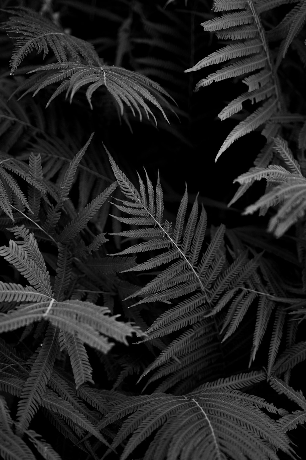 a black and white photo of leaves