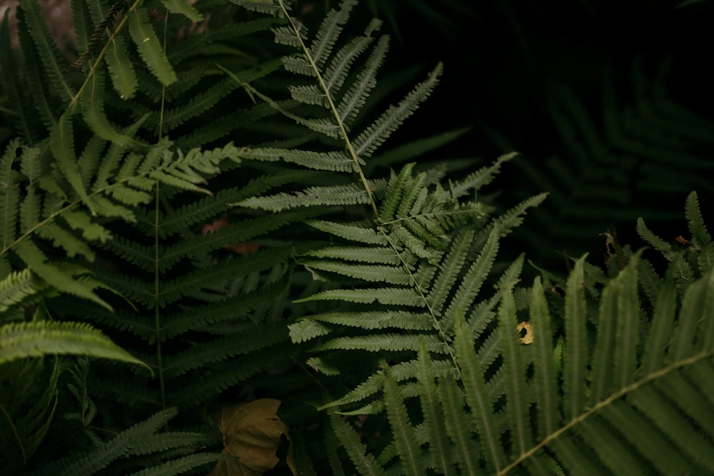 a close up of a plant with lots of leaves