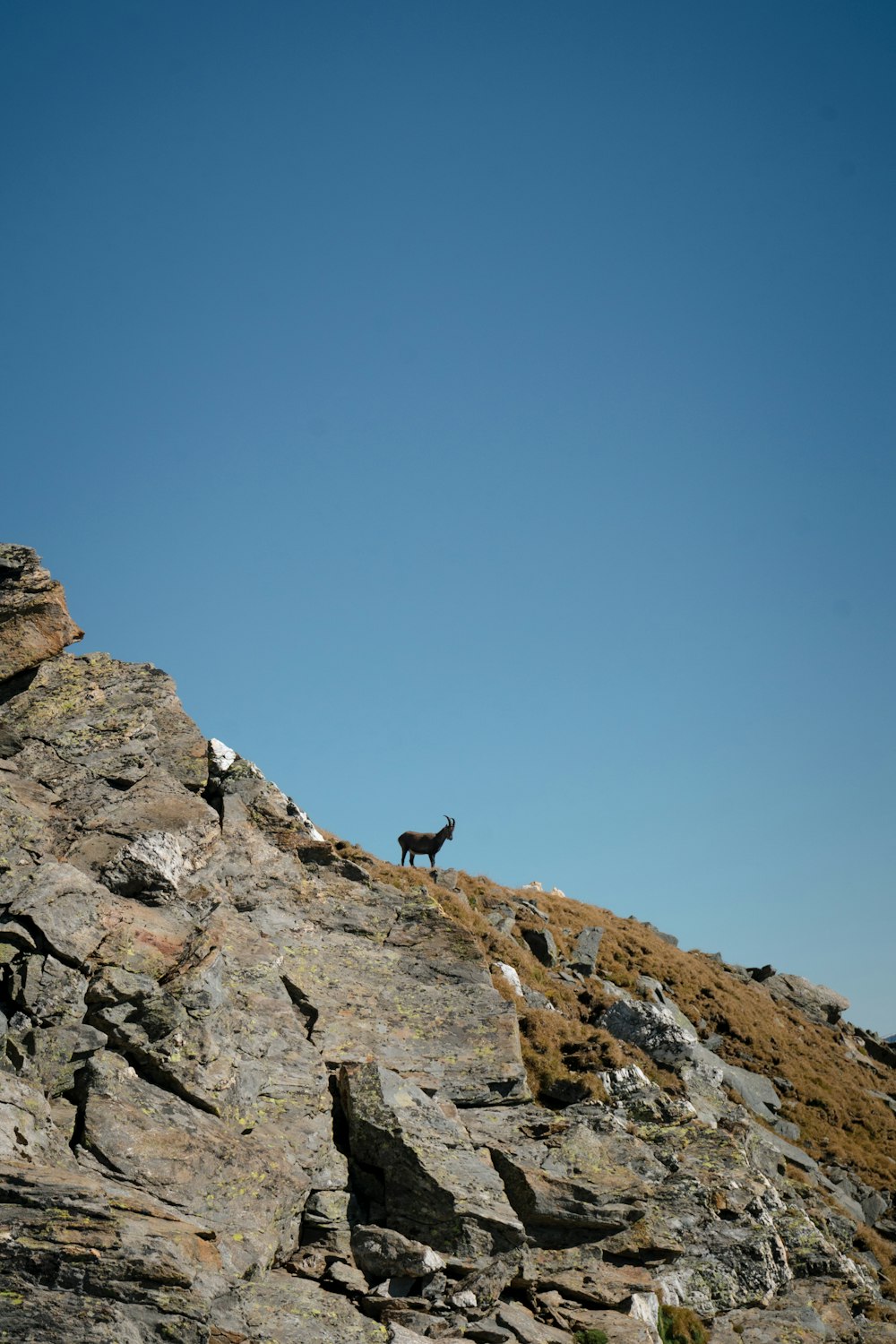 a lone animal standing on a rocky hillside
