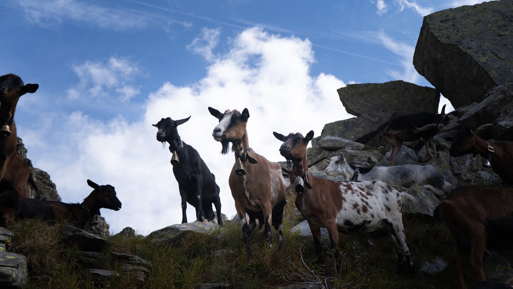 a herd of goats standing on top of a rocky hillside