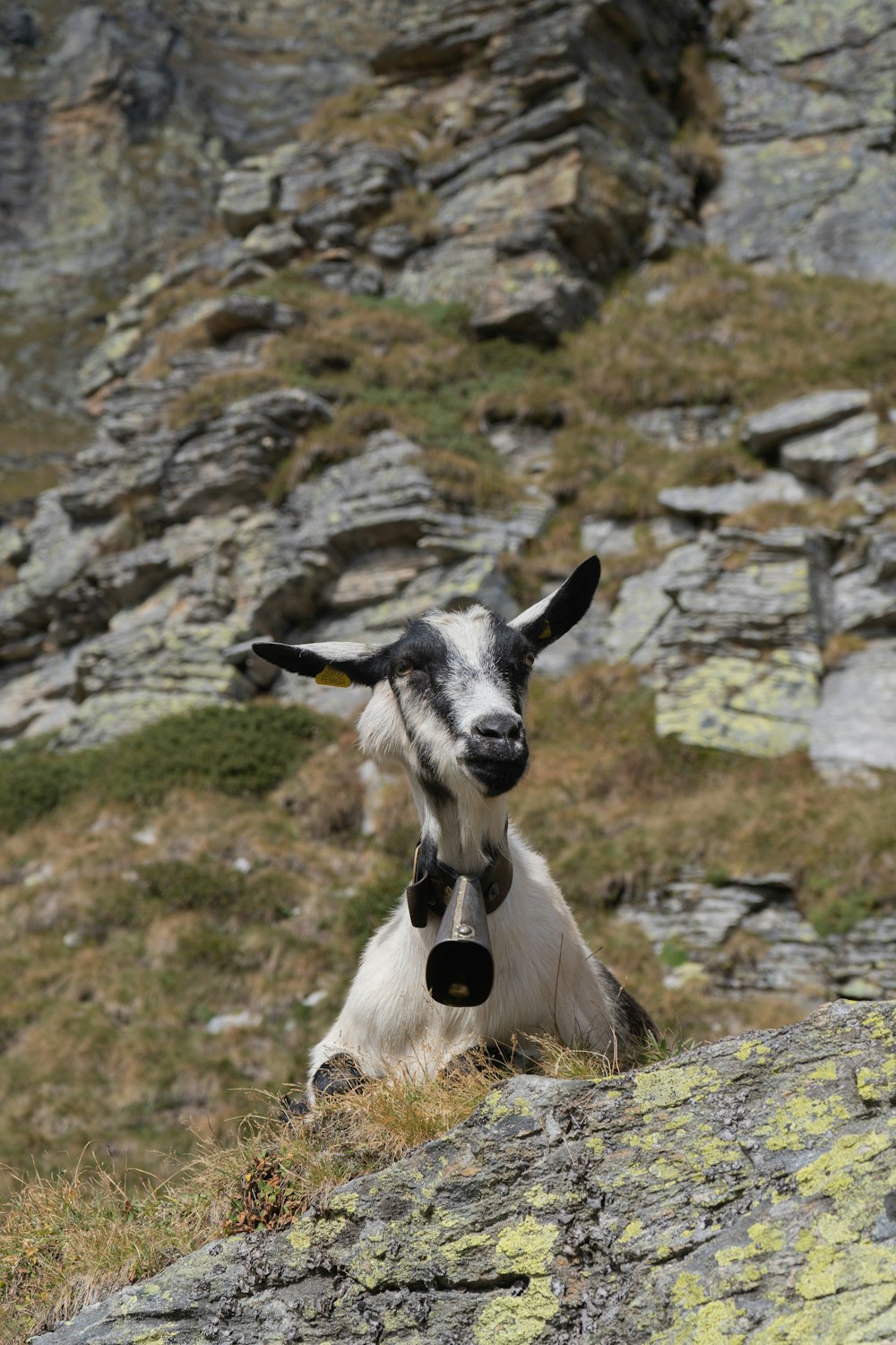 a black and white goat laying on top of a rocky hillside