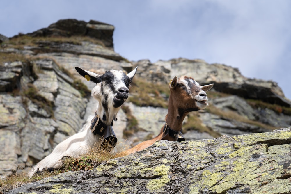 a couple of goats standing on top of a rocky hillside