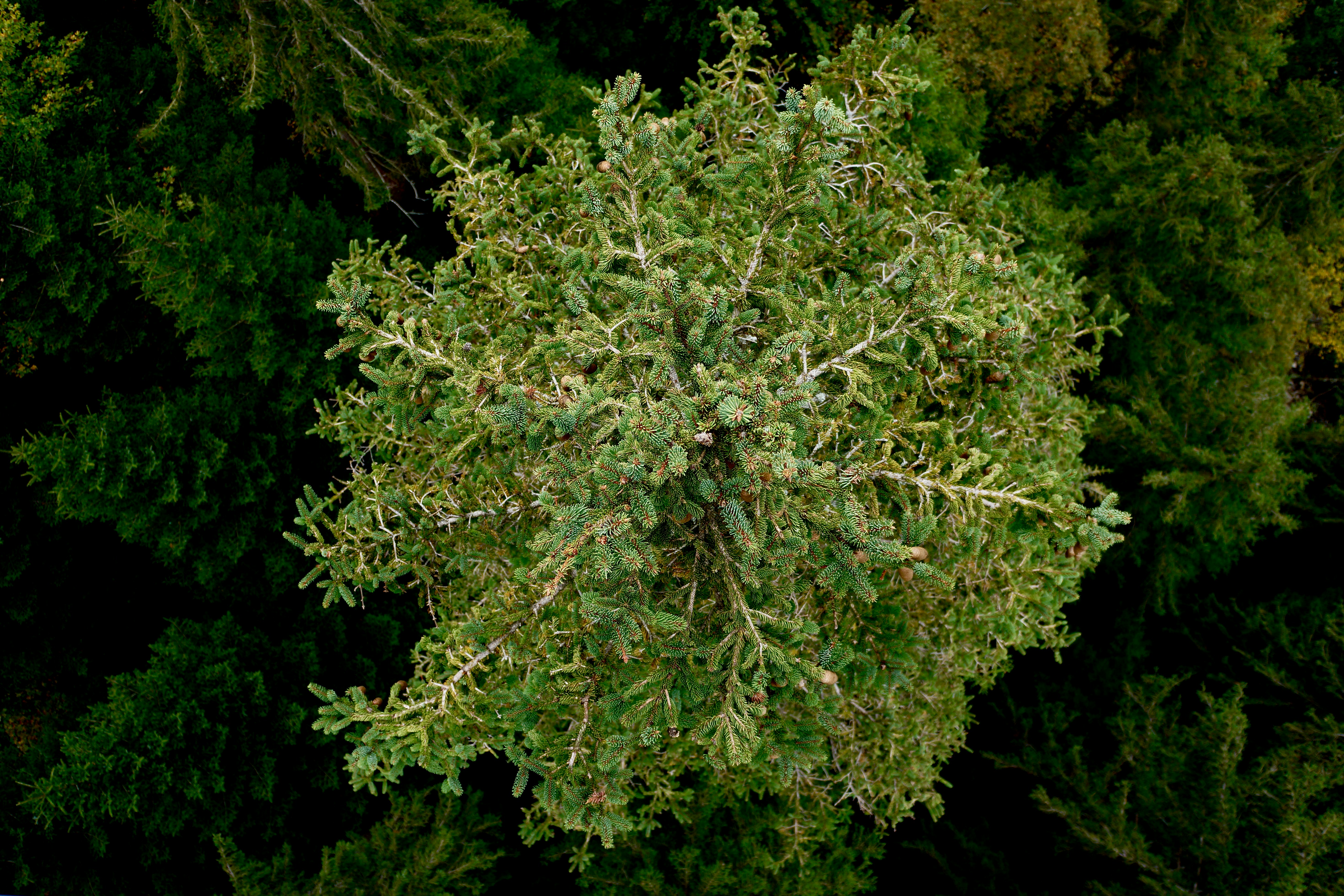 微細藻類燃料は実用化する？ユーグレナ・クロレラの可能性関連画像