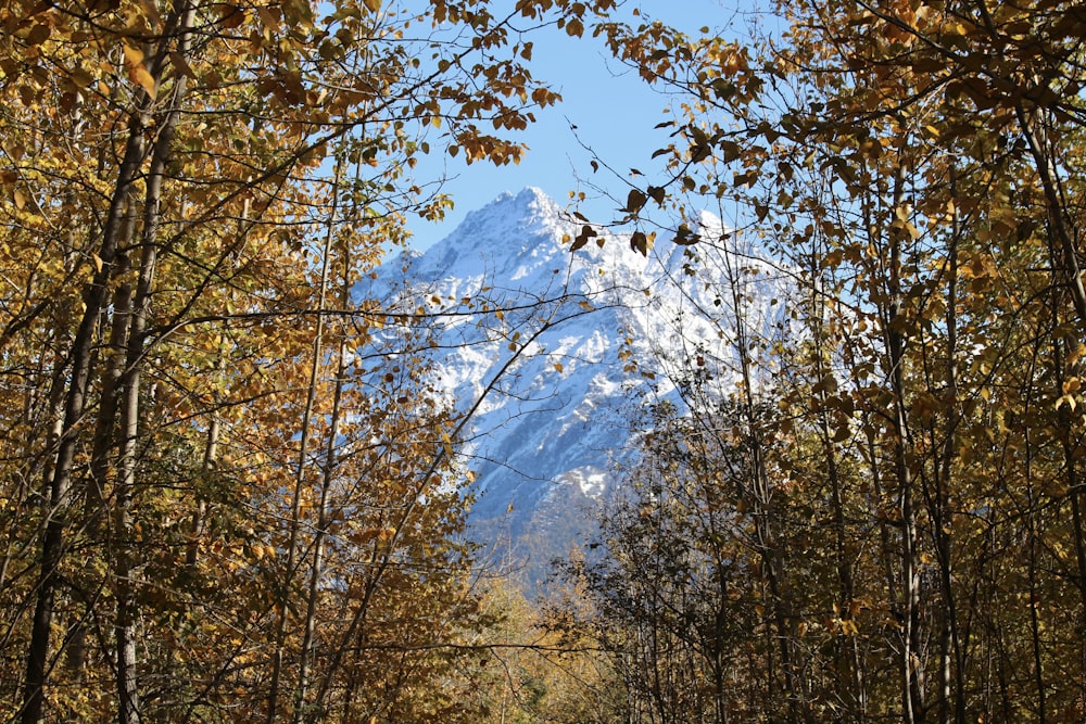 a dirt road surrounded by trees with a mountain in the background