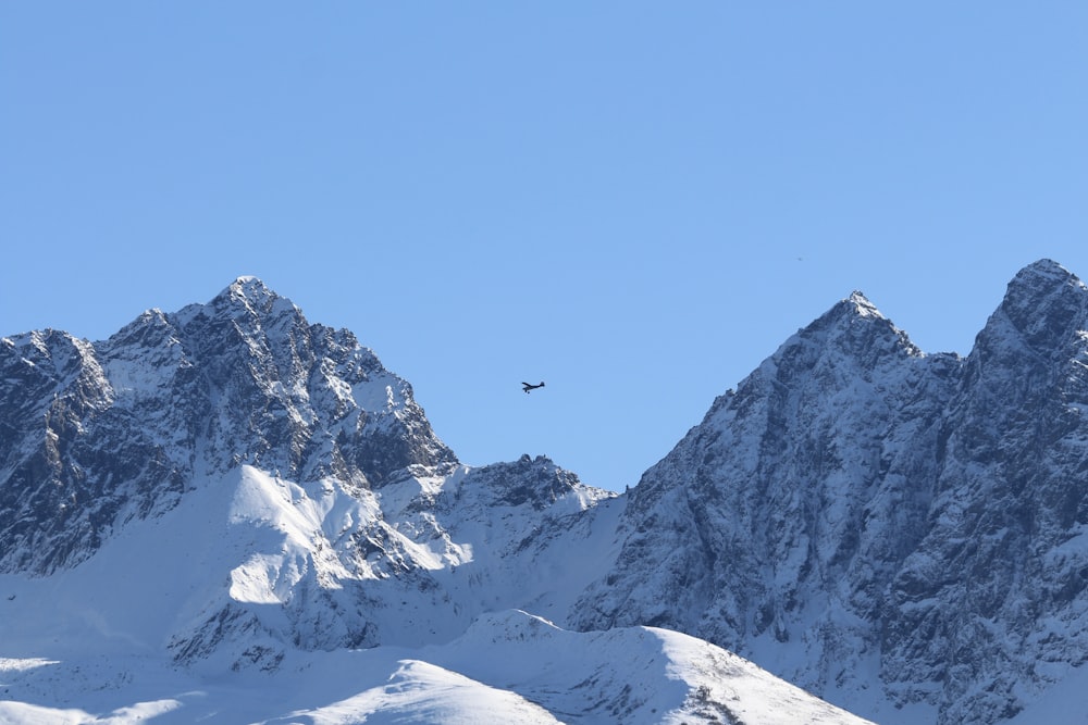 a bird flying over a snow covered mountain range