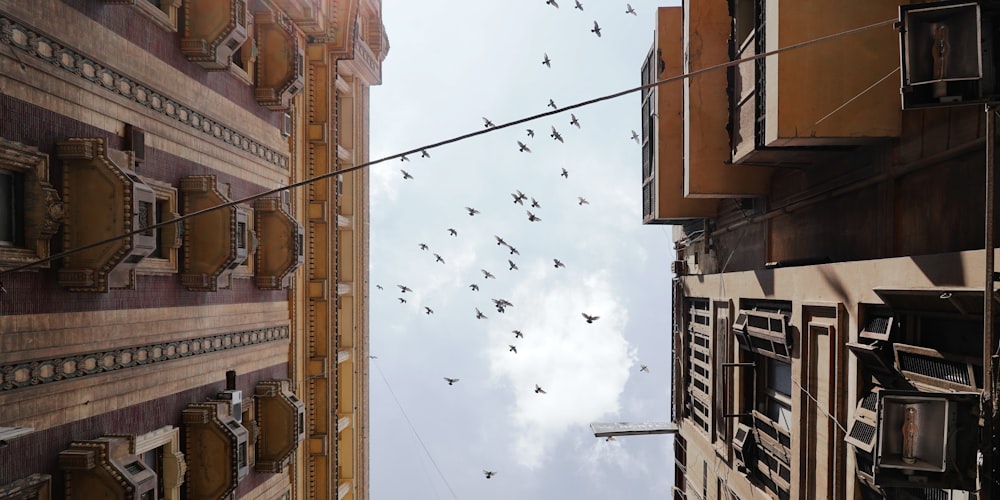 a flock of birds flying over a city street