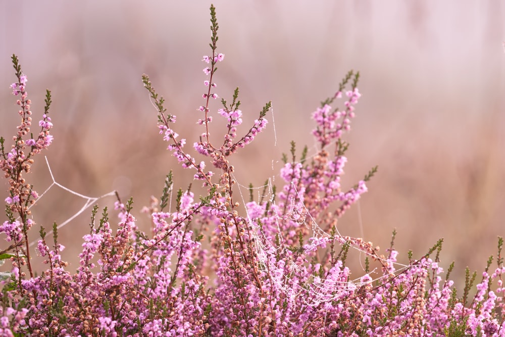 a bush with purple flowers in the foreground