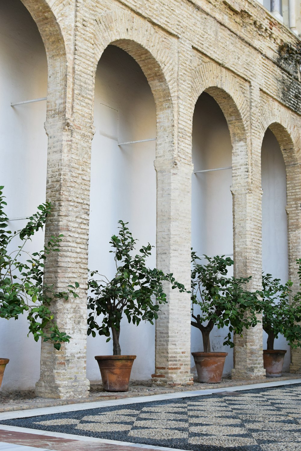 a row of potted trees in front of a building