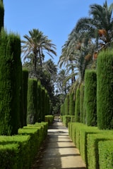 a pathway lined with trees and bushes in a park