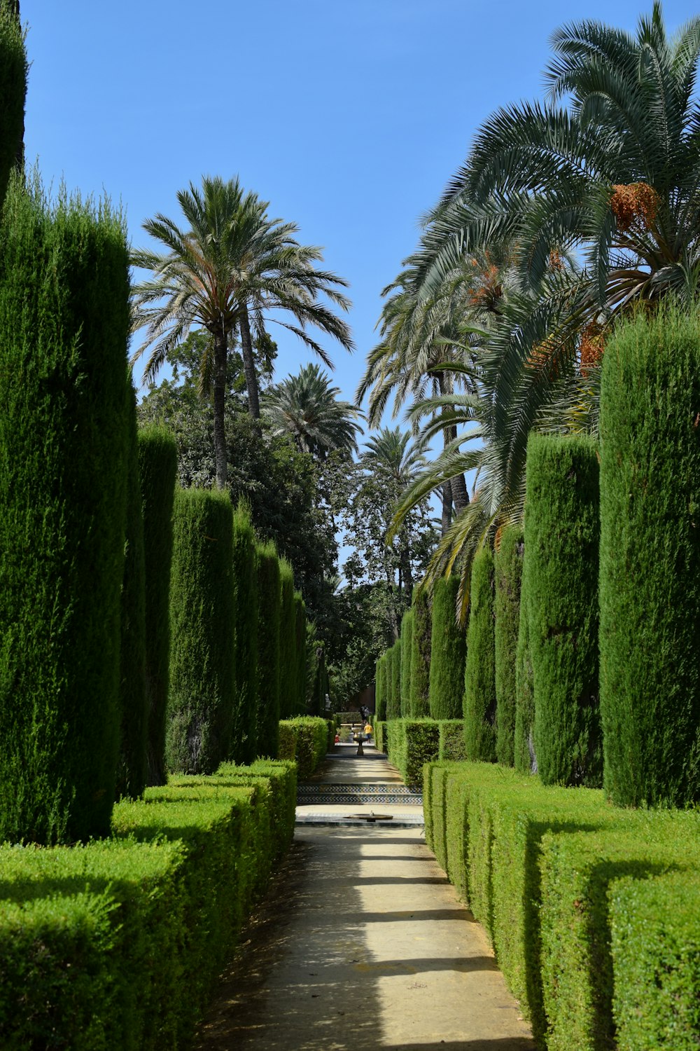 a pathway lined with trees and bushes in a park