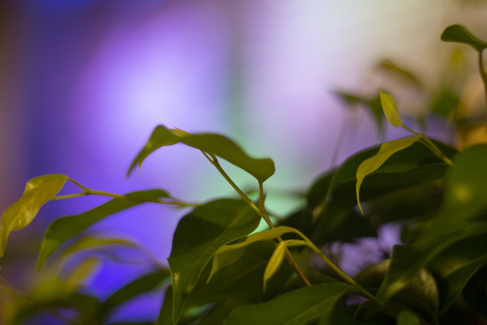 Un primer plano de una planta con hojas verdes