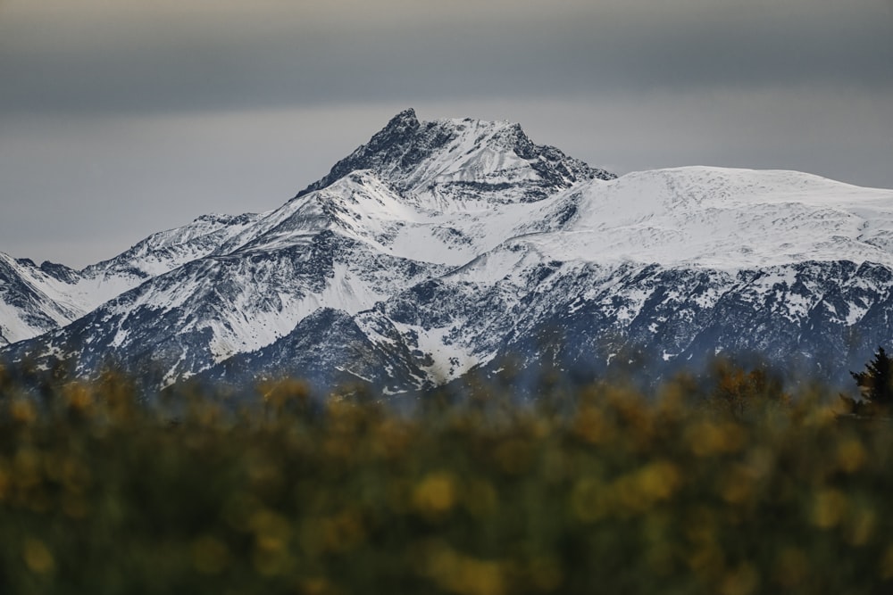 a snow covered mountain with trees in the foreground