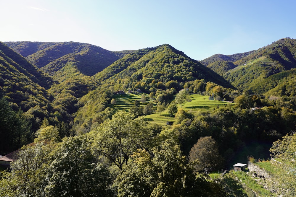 a lush green hillside covered in lots of trees