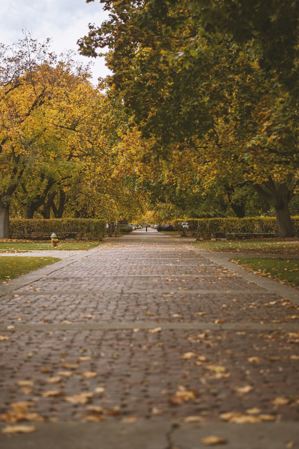 a brick path in a park lined with trees