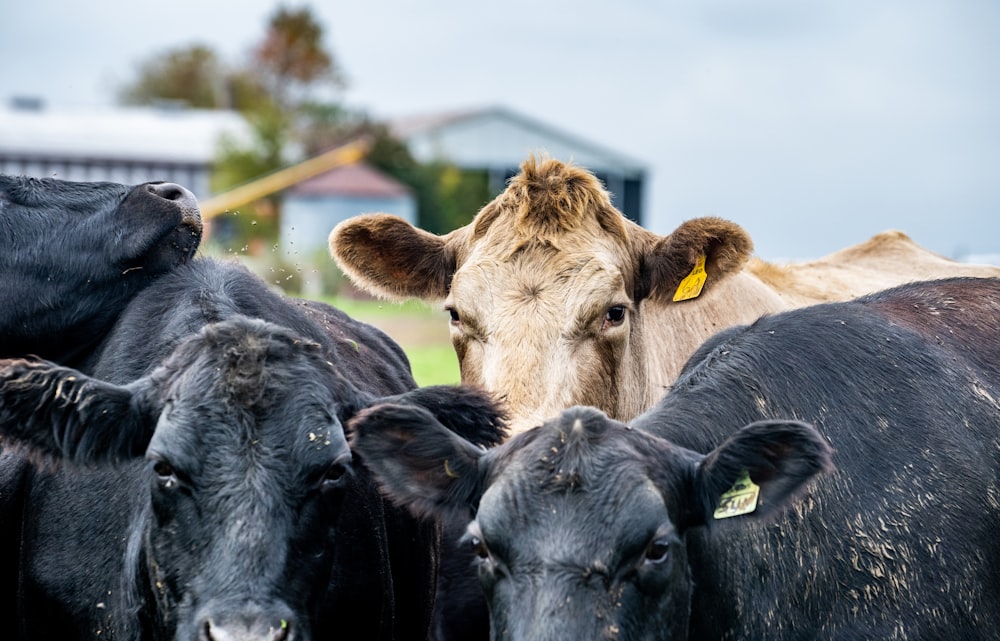 a group of cows standing next to each other