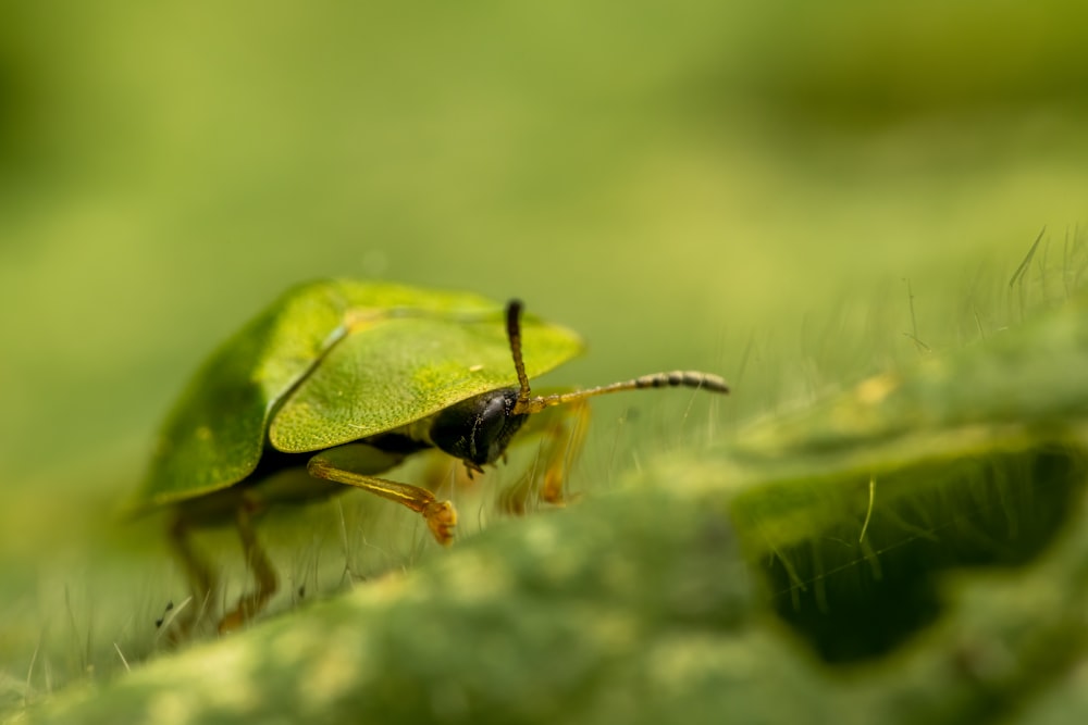 a close up of a green bug on a leaf