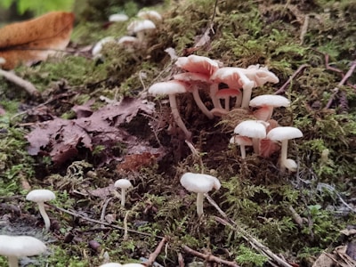 White mushrooms growing in a cluster on a forest floor surrounded by green moss and brown autumn leaves. The mushrooms have slender stems and flat caps, some showing the pinkish undersides. The environment appears damp and natural.