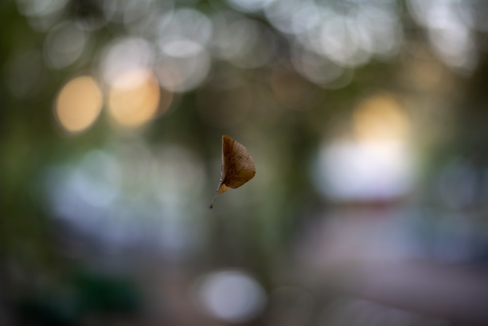 a single leaf hanging from a tree branch