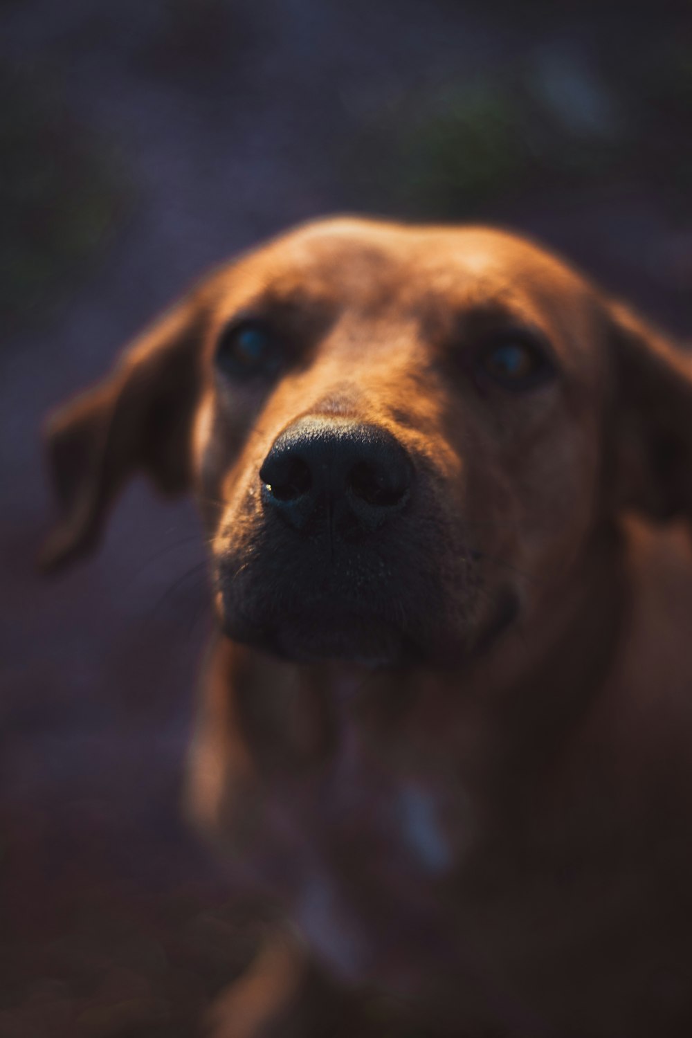 a close up of a dog's face with a blurry background