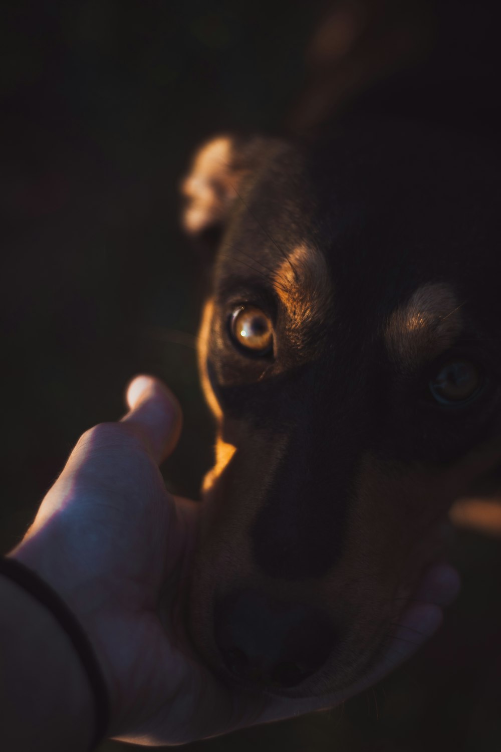 a close up of a person holding a dog