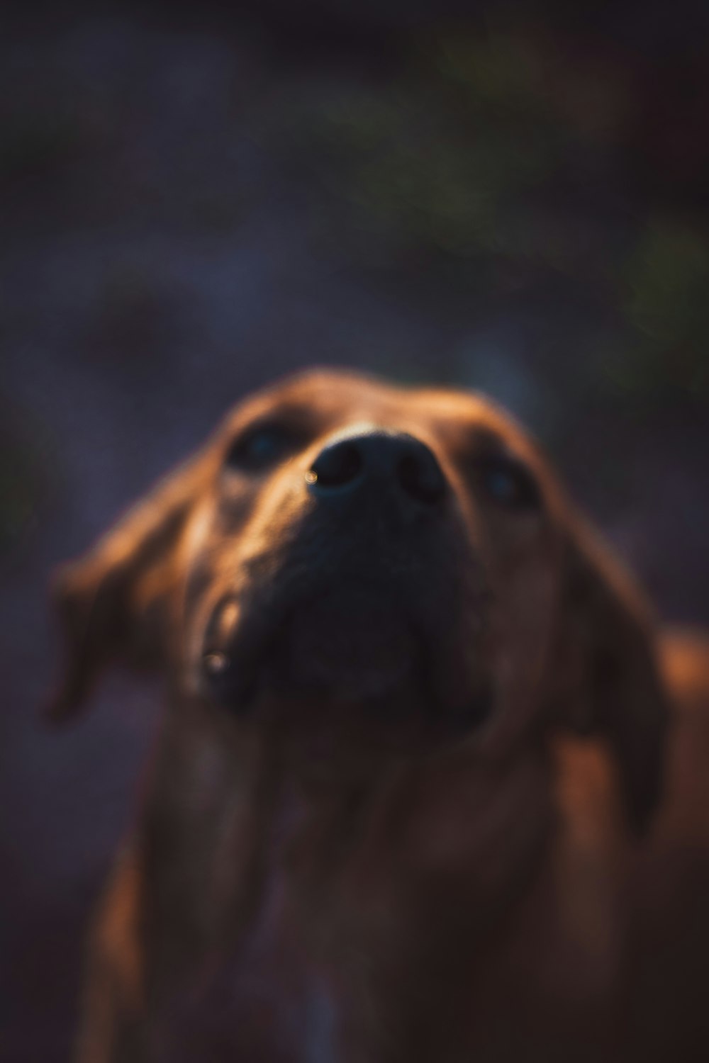 a close up of a dog with its mouth open