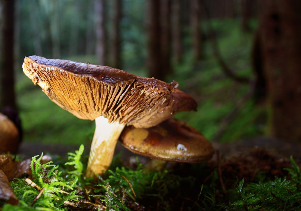 um grupo de cogumelos sentados em cima de um chão de floresta