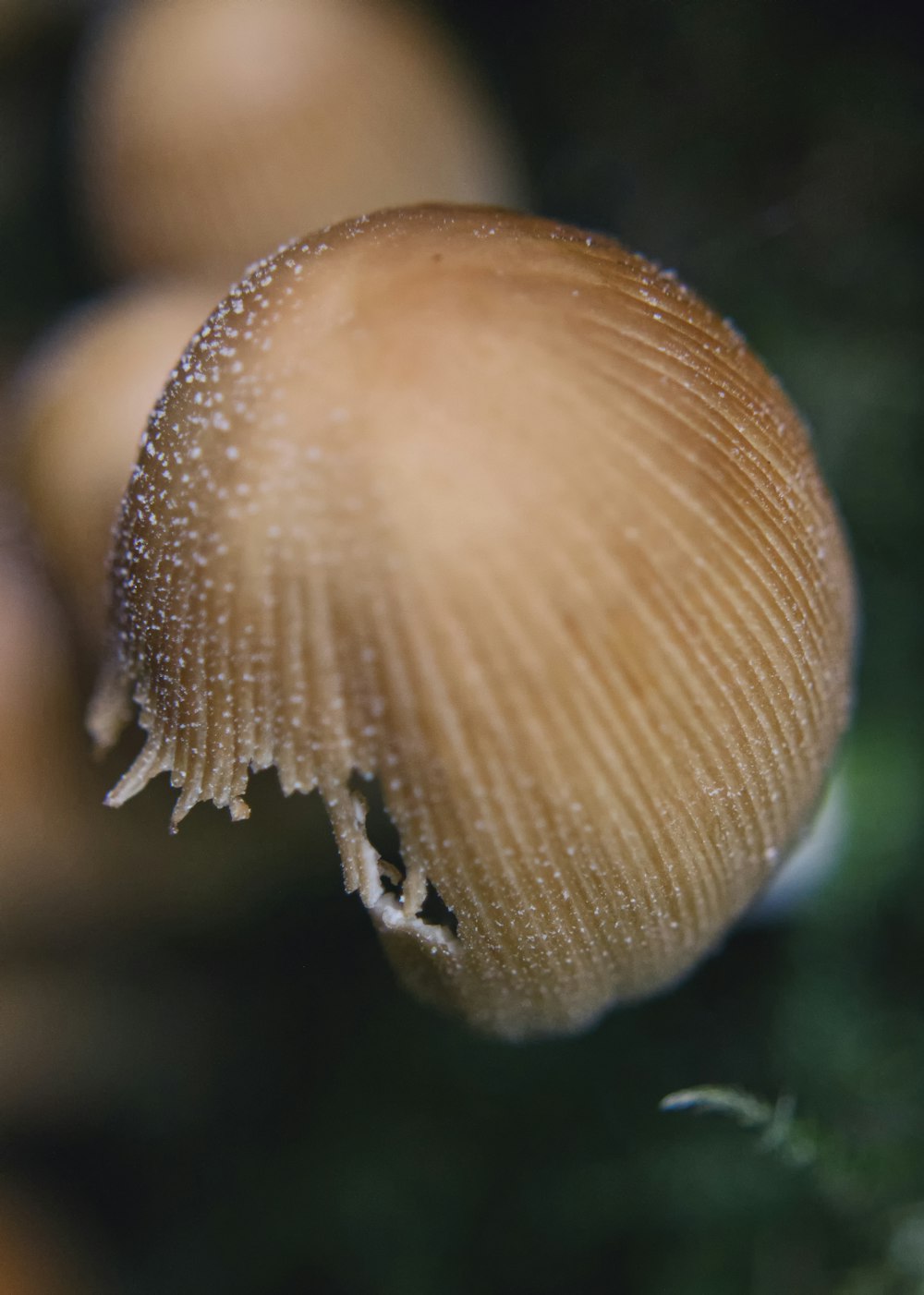 a close up of a group of mushrooms