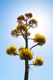 california agave plant