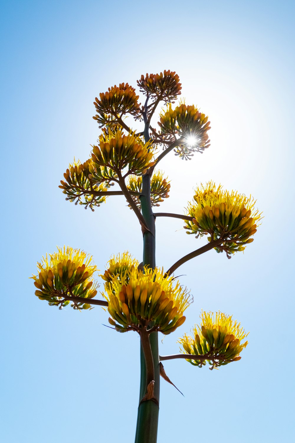 a tall plant with yellow flowers in front of a blue sky