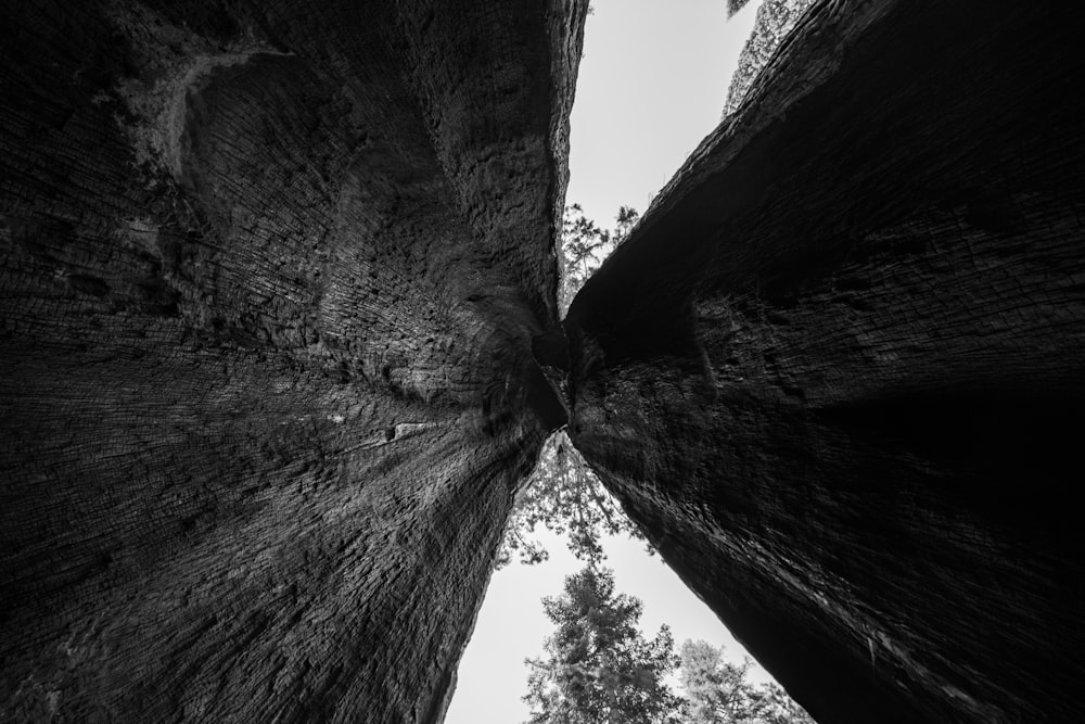 a black and white photo of two trees