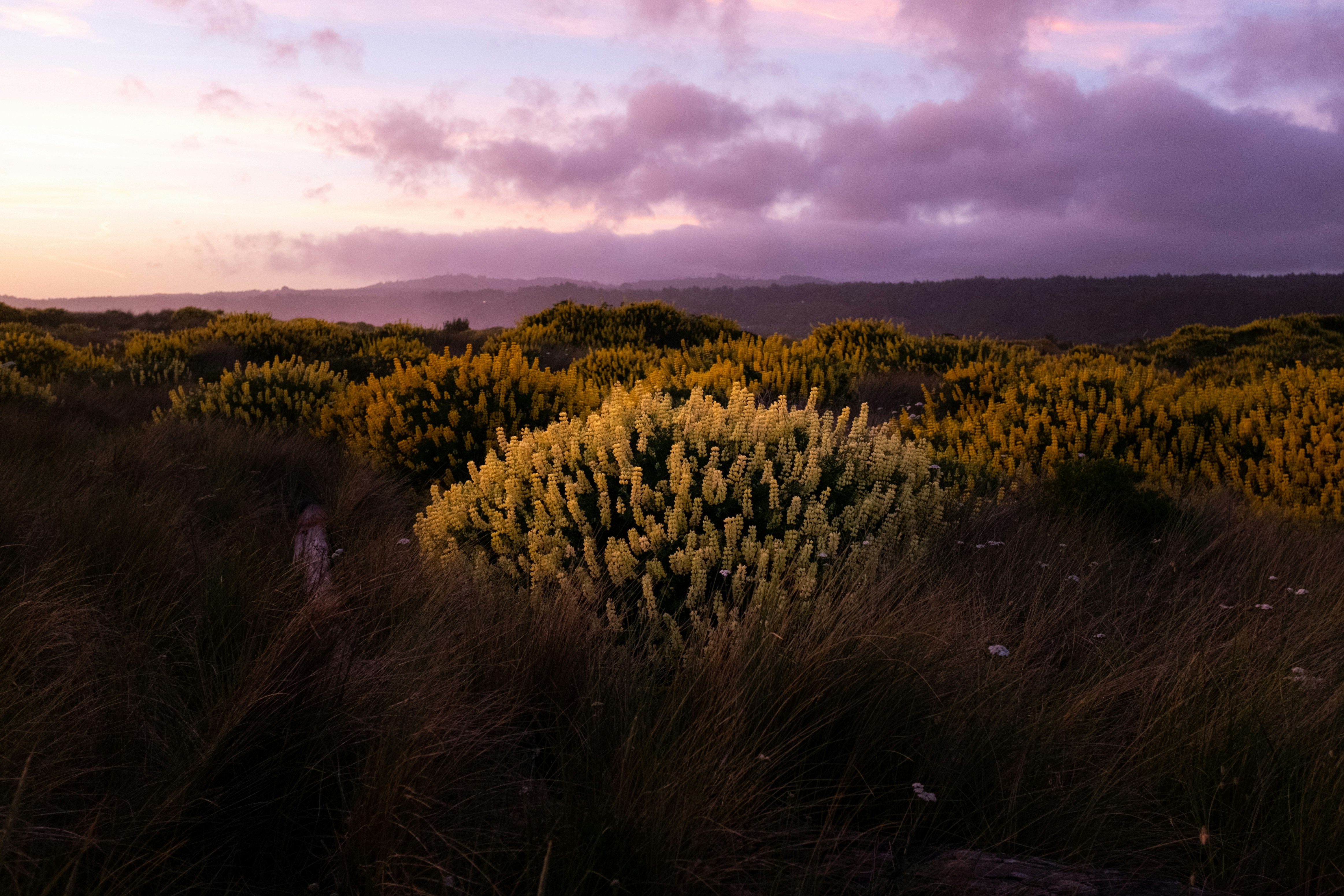 A bush with yellow flowers in the middle of a field photo – Free ...