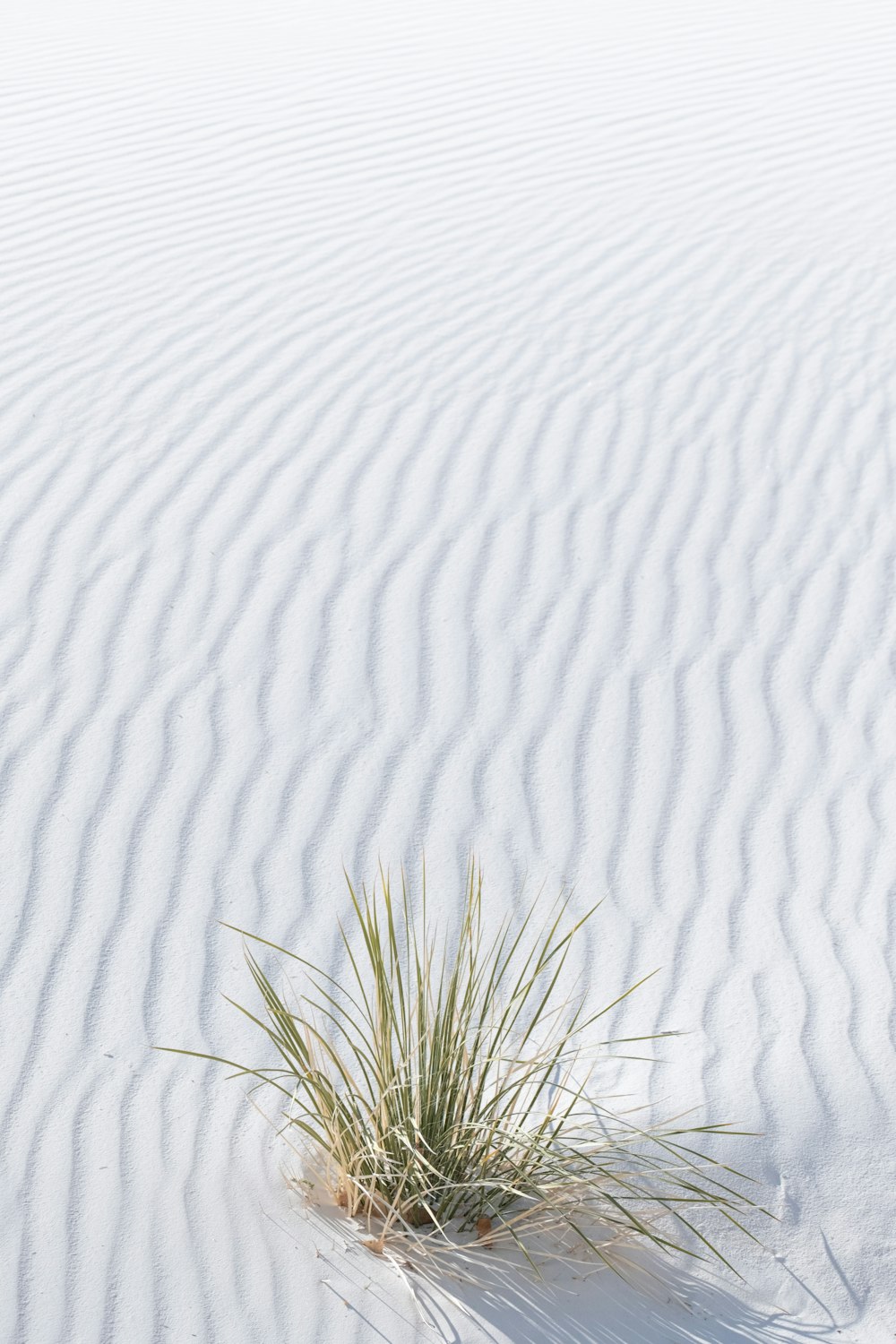 a small plant is growing out of the sand