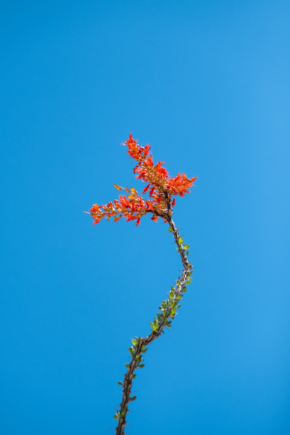 Eine Pflanze mit roten Blüten an einem klaren Tag