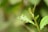 Several ants traverse a green leaf, some of which is partially eaten, in a natural outdoor environment. The background is blurred, consisting mostly of green foliage, suggesting a focus on the ants and the leaf.