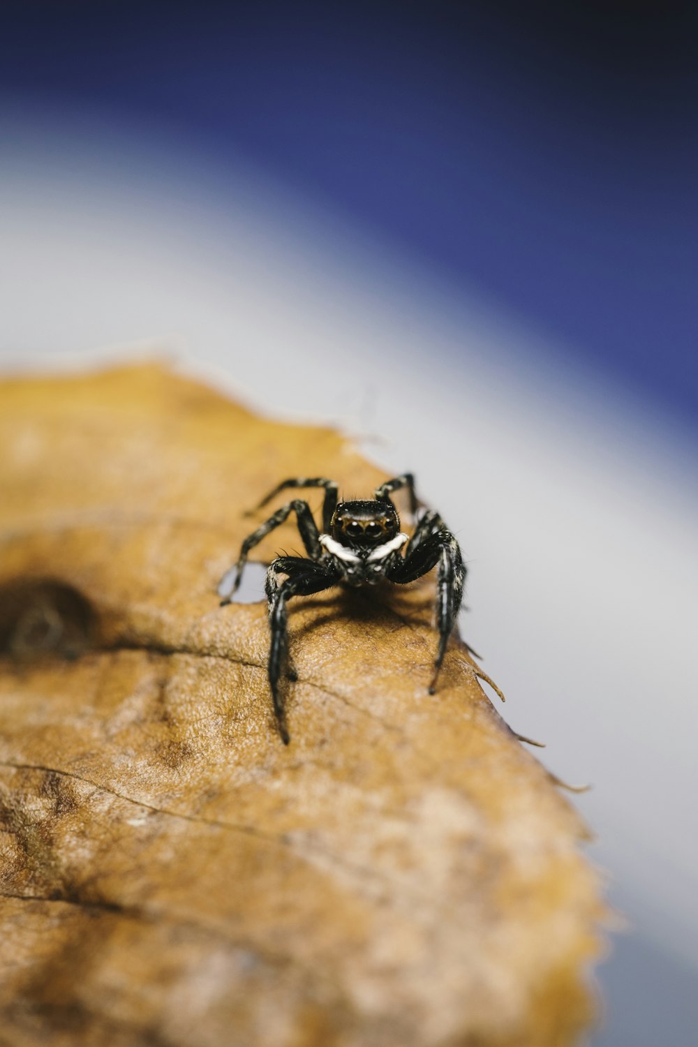 a black and white spider sitting on top of a leaf