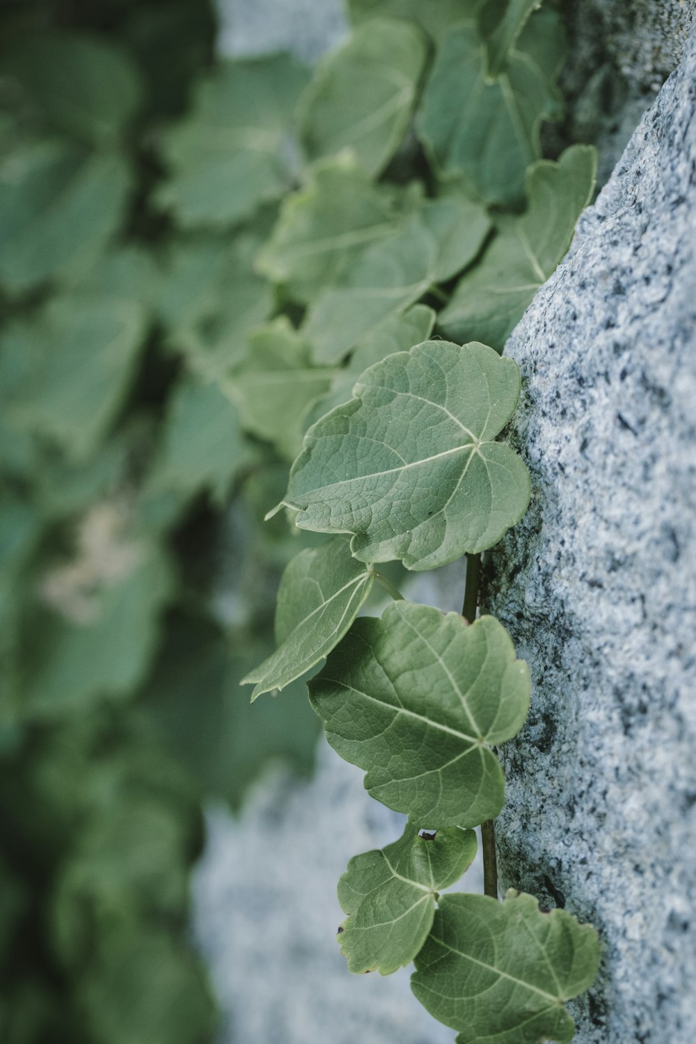 a plant growing on the side of a rock