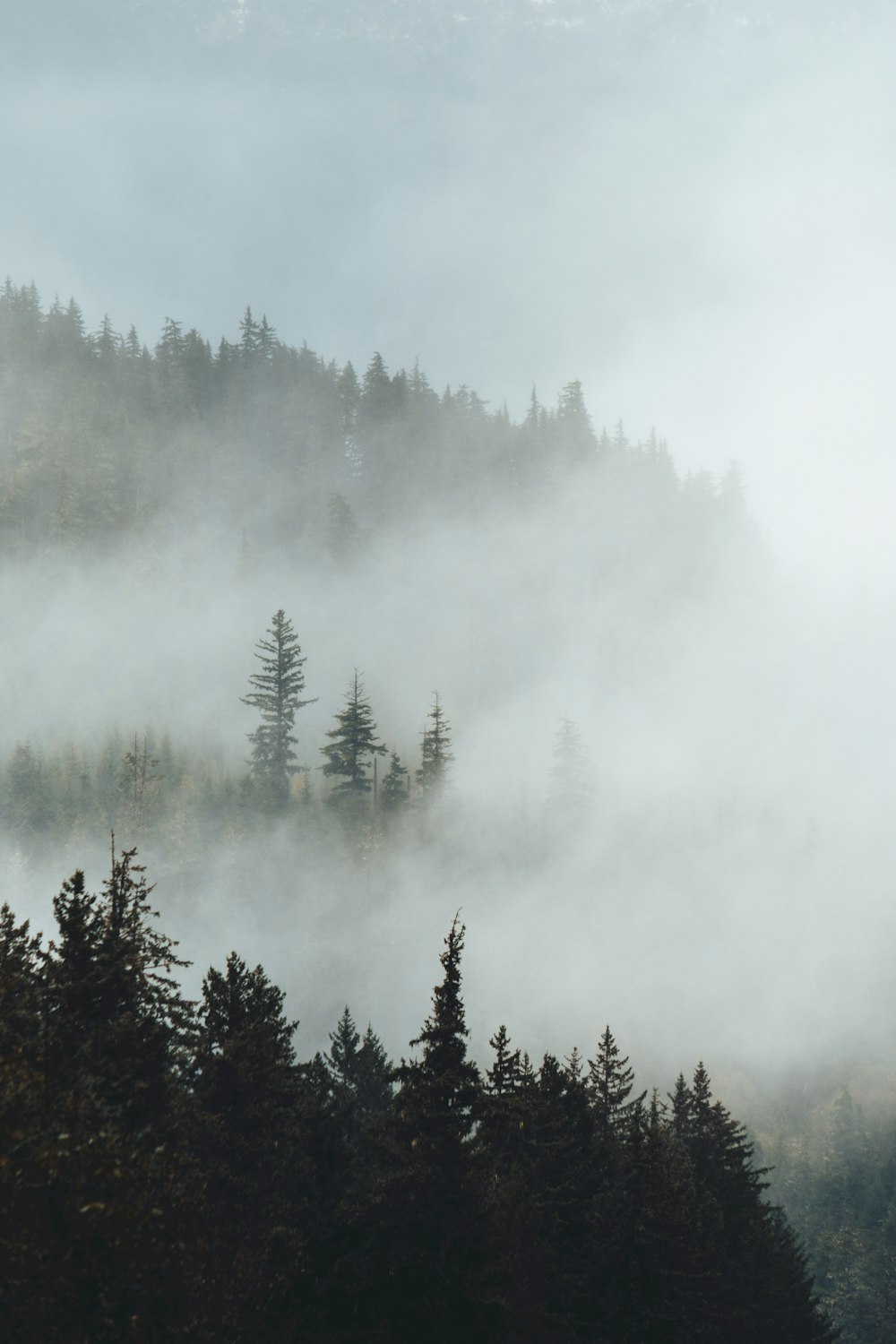 a forest filled with lots of trees covered in fog