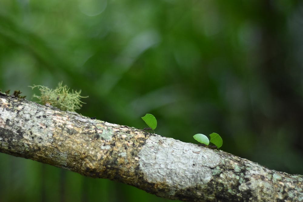 two small green plants are growing on a tree branch