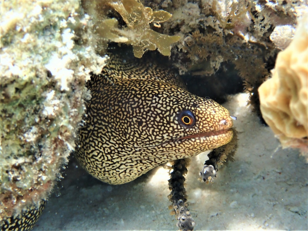 a close up of a small animal on the ground