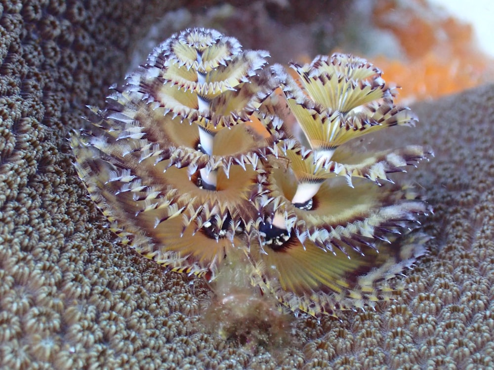 Gros plan d’une anémone de mer sur un corail