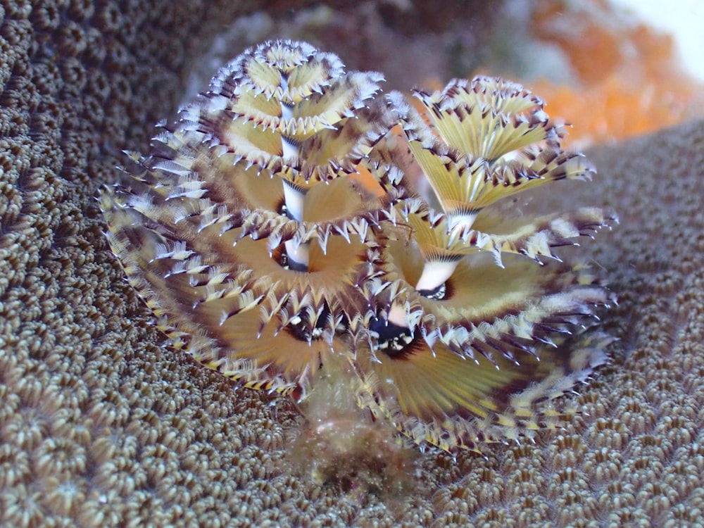 Nahaufnahme einer Seeanemone auf einer Koralle