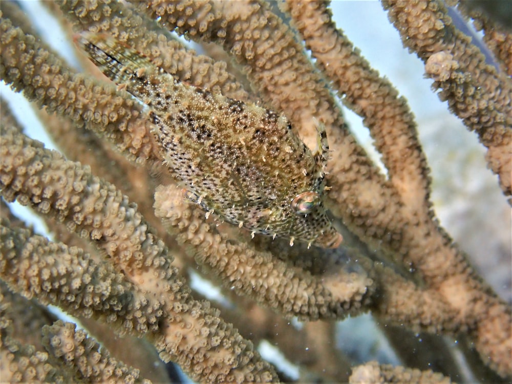 a close up of a sea urchin on a coral