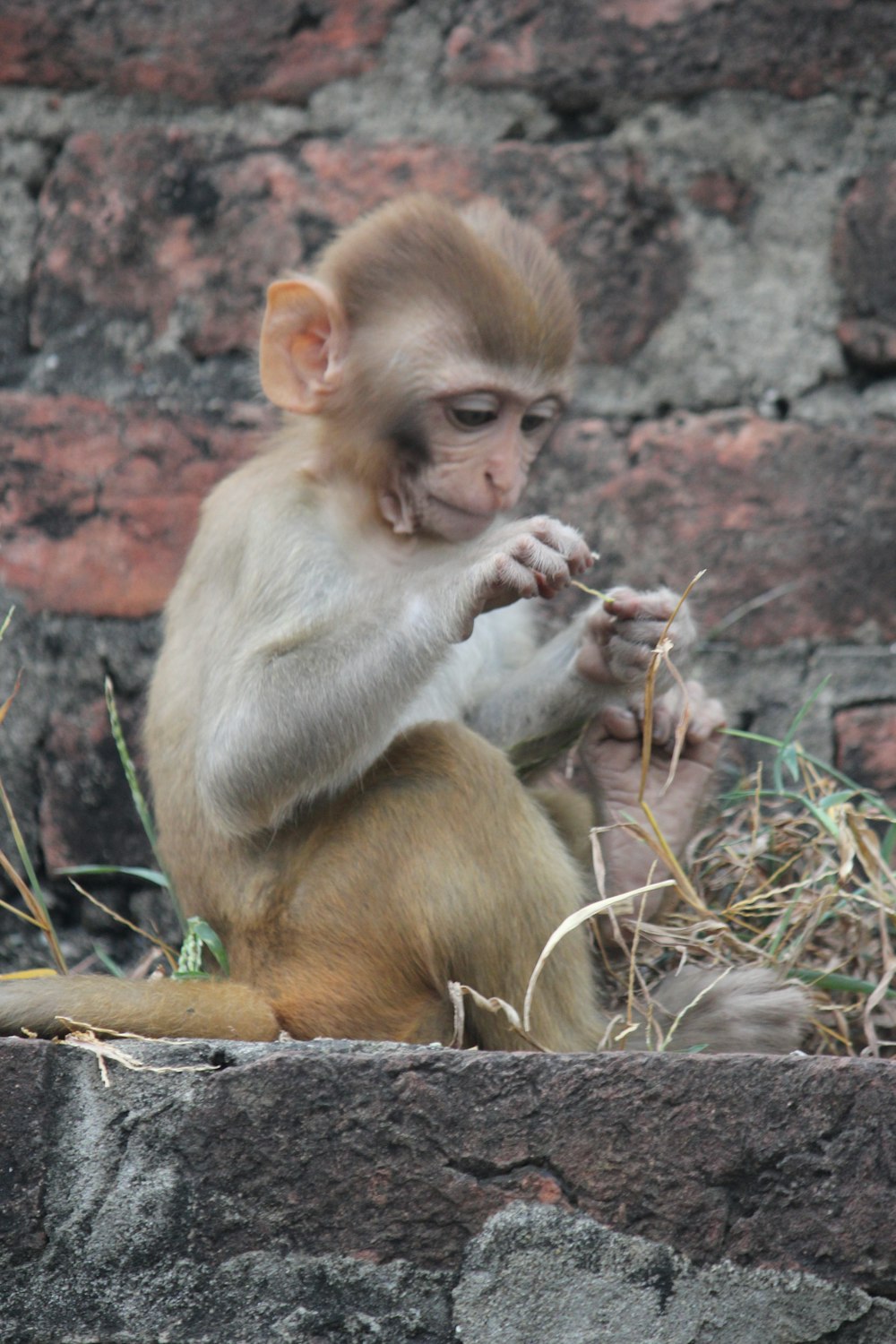 a monkey sitting on a rock eating something