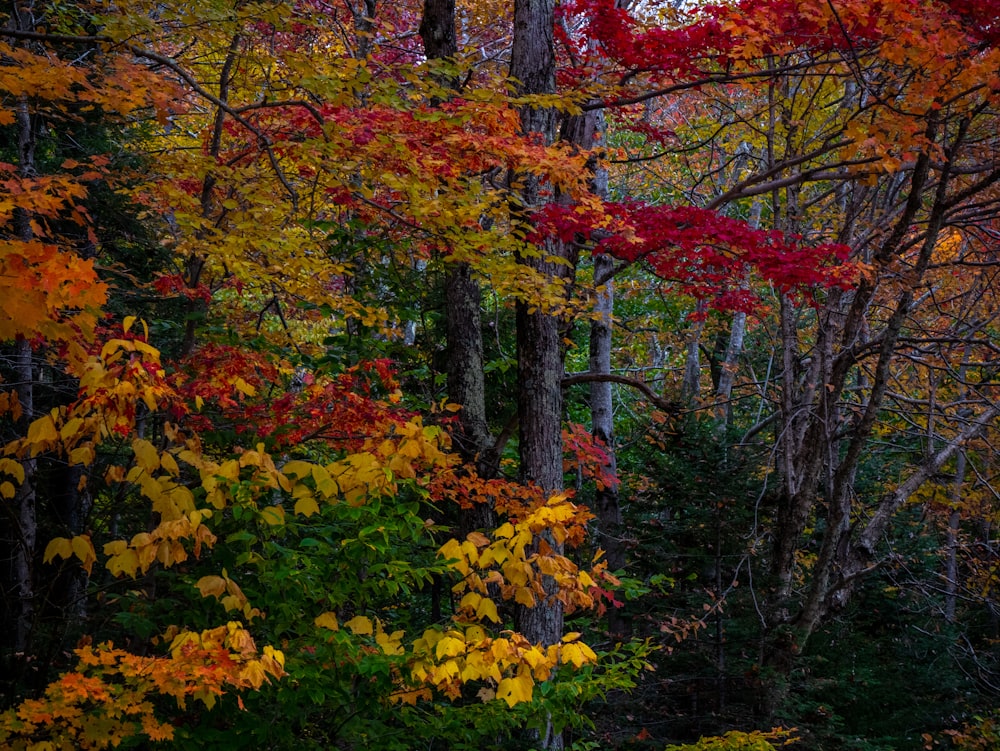 a forest filled with lots of trees covered in fall leaves