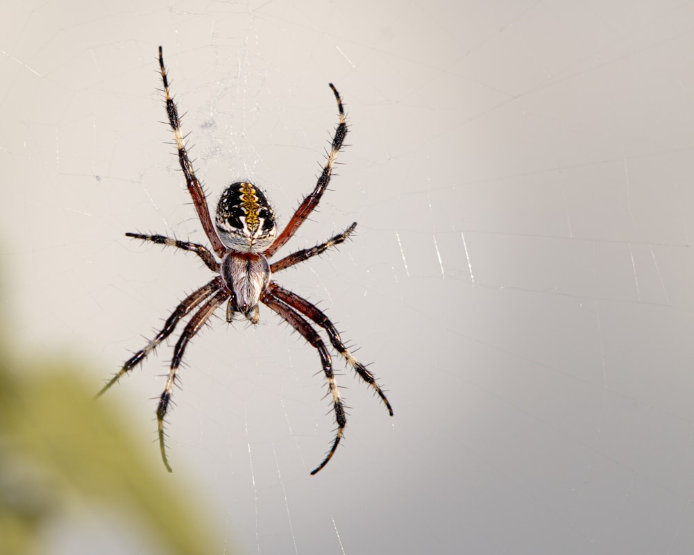 Gros plan d’une araignée sur une toile