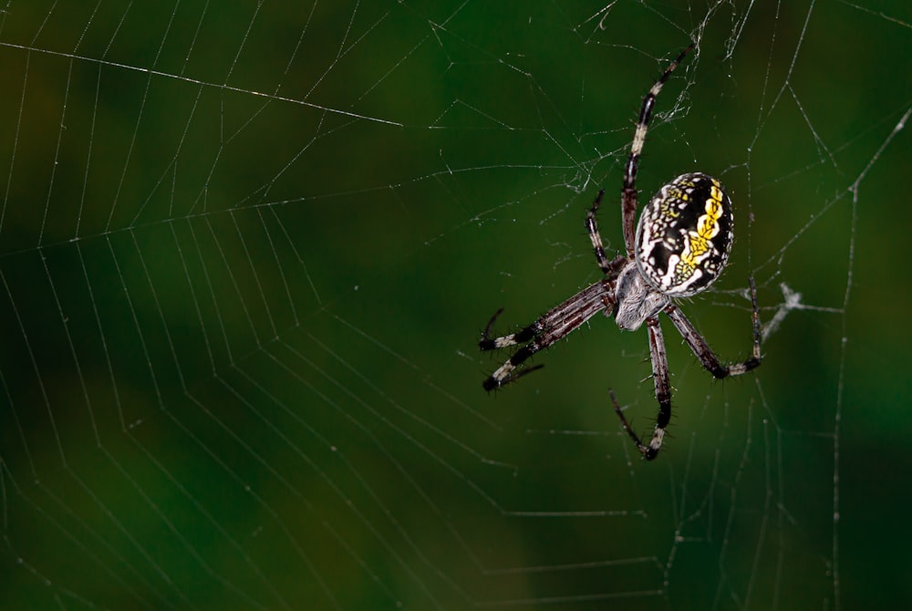 a yellow and black spider sitting on its web